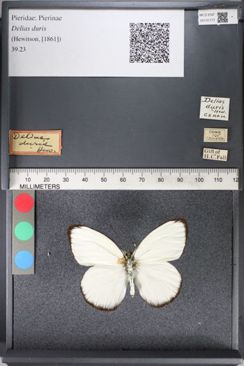 Media type: image;   Entomology 131777